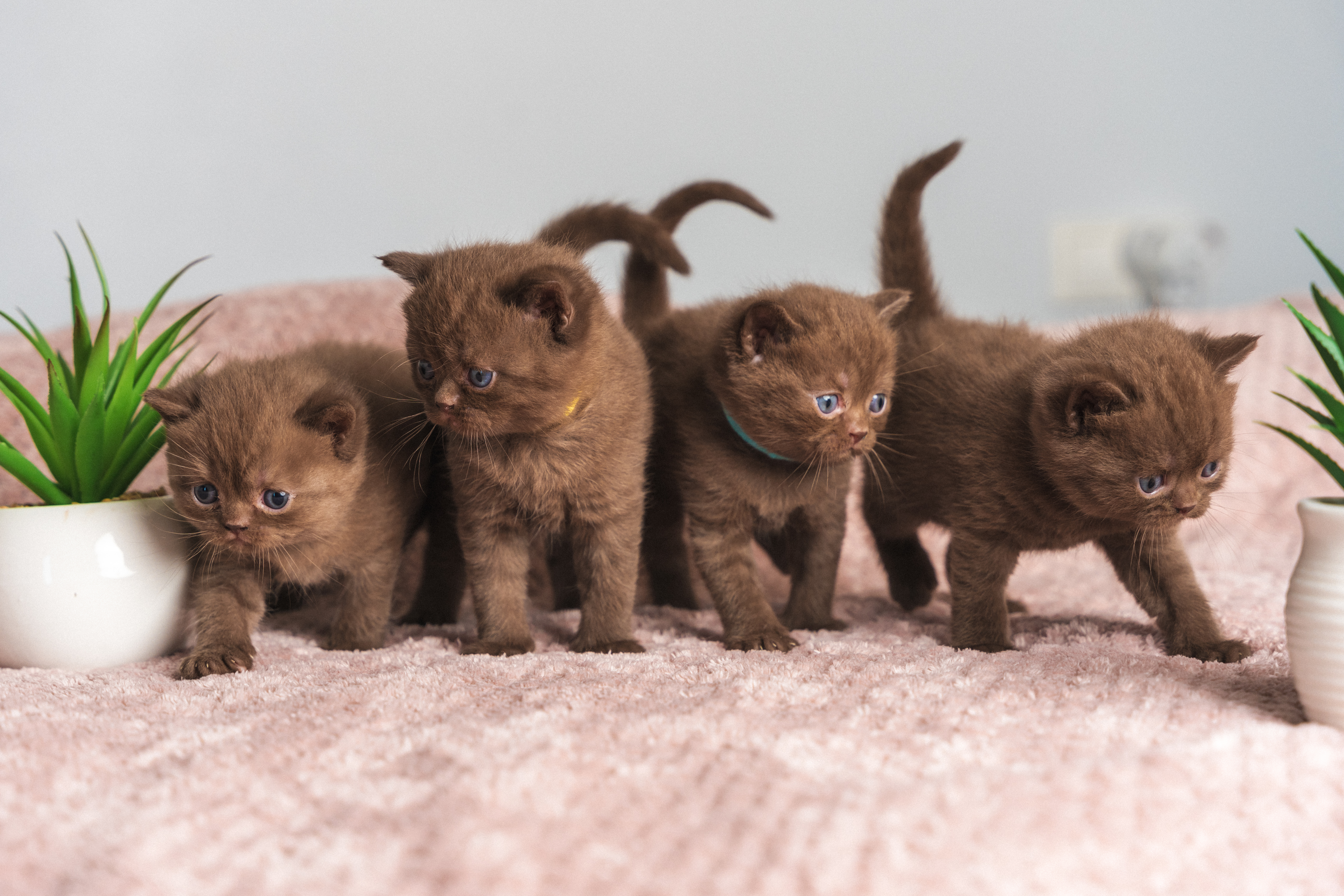 Cattery Of Lavender Charm